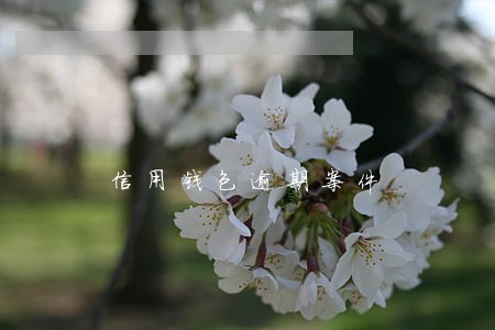 信用钱包逾期案件 信用钱包逾期案件