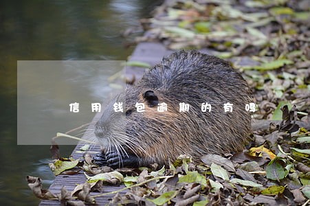 信用钱包逾期的有吗 信用钱包逾期的有吗
