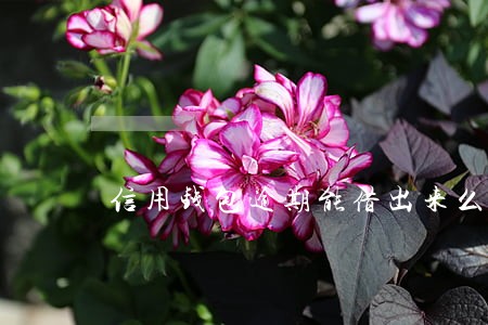 信用钱包逾期能借出来么 信用钱包逾期能借出来么