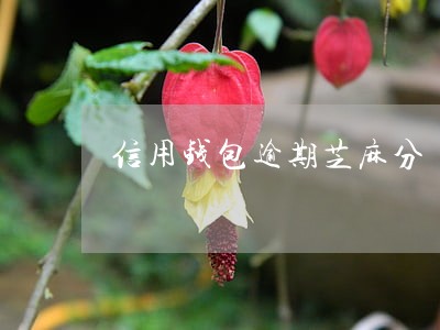 信用钱包逾期芝麻分 信用钱包逾期芝麻分