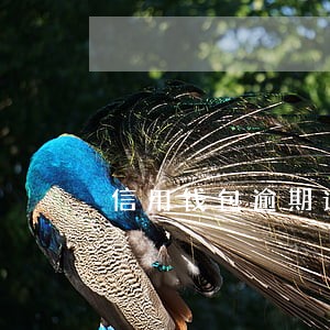 信用钱包逾期说到家里来找我 信用钱包逾期说到家里来找我