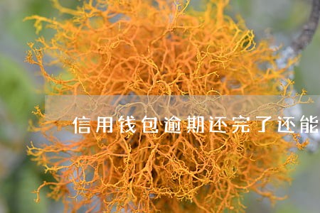 信用钱包逾期还完了还能借吗 信用钱包逾期还完了还能借吗