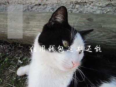 信用钱包逾期还能 信用钱包逾期还能