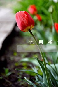 信用钱包逾期还还款吗 信用钱包逾期还还款吗