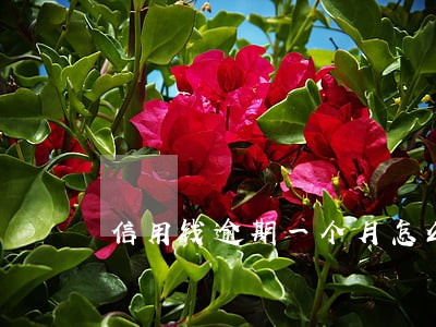信用钱逾期一个月怎么处理 信用钱逾期一个月怎么处理