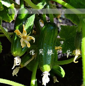 信用银行贷款逾期不还