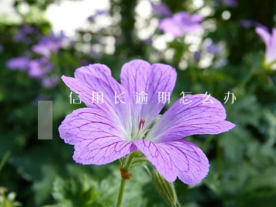 信用长逾期怎么办 信用长逾期怎么办