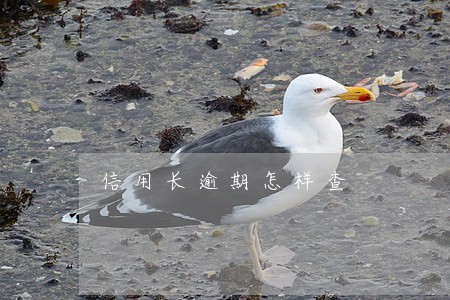 信用长逾期怎样查 信用长逾期怎样查