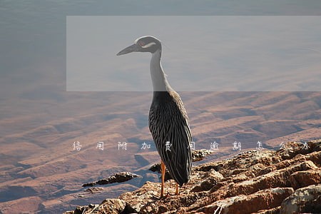 信用附加费用逾期怎么办