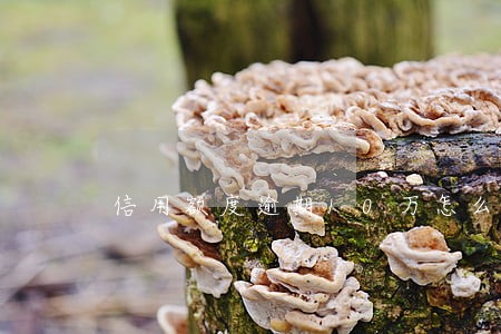 信用额度逾期10万怎么办 信用额度逾期10万怎么办