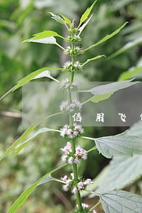信用飞保险逾期还款后可以要回吗 信用飞保险逾期还款后可以要回吗