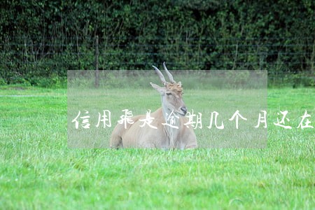 信用飞是逾期几个月还在催收 信用飞是逾期几个月还在催收