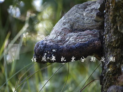 信用飞机票分期逾期 信用飞机票分期逾期