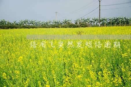 信用飞突然发短信逾期 信用飞突然发短信逾期