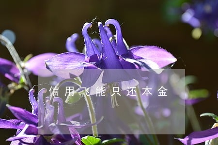信用飞能只还本金 信用飞能只还本金