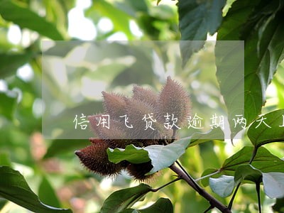 信用飞贷款逾期两天上征信吗 信用飞贷款逾期两天上征信吗