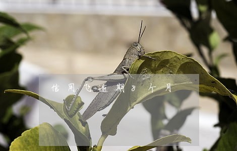 信用飞逾期8个月 信用飞逾期8个月