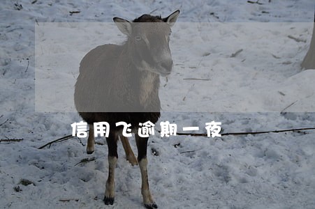 信用飞逾期一夜 信用飞逾期一夜