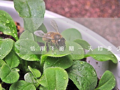 信用飞逾期一天扣多少 信用飞逾期一天扣多少
