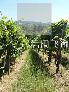 信用飞逾期一天还了还能借吗 信用飞逾期一天还了还能借吗
