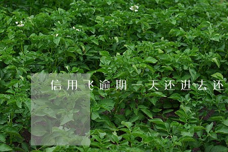 信用飞逾期一天还进去还能借吗 信用飞逾期一天还进去还能借吗