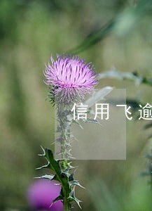 信用飞逾期上征信吗 信用飞逾期上征信吗