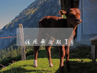 信用飞逾期了6 信用飞逾期了6