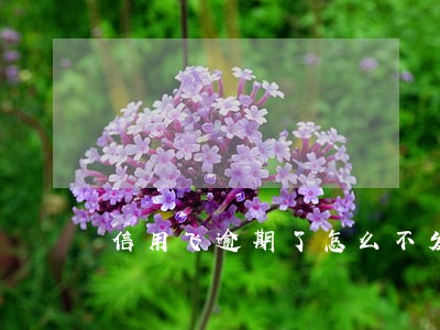 信用飞逾期了怎么不发短信提醒了 信用飞逾期了怎么不发短信提醒了