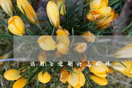信用飞逾期会怎么样 信用飞逾期会怎么样