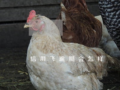 信用飞逾期会怎样 信用飞逾期会怎样