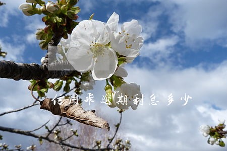 信用飞逾期利息多少 信用飞逾期利息多少