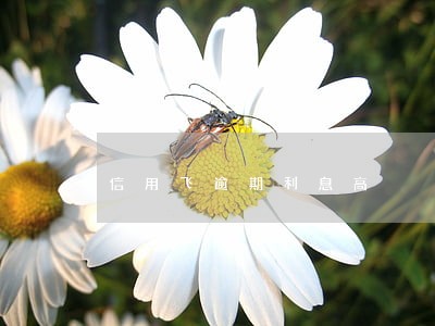 信用飞逾期利息高 信用飞逾期利息高