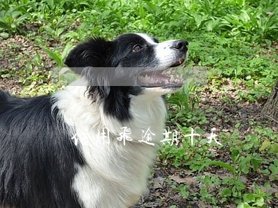 信用飞逾期十天 信用飞逾期十天