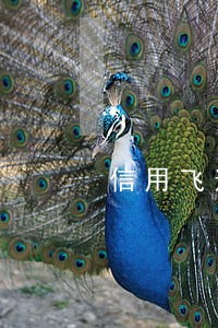 信用飞逾期四个月会怎么样 信用飞逾期四个月会怎么样