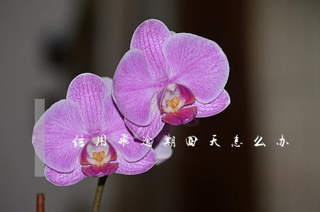 信用飞逾期四天怎么办 信用飞逾期四天怎么办