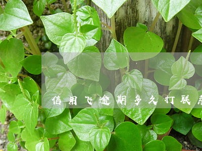 信用飞逾期多久打联系人 信用飞逾期多久打联系人