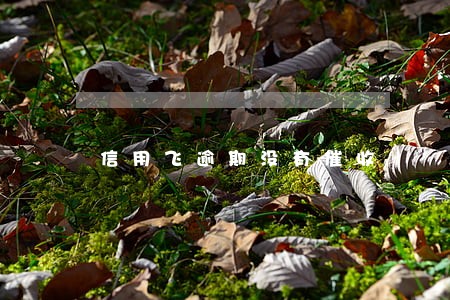 信用飞逾期没有催收 信用飞逾期没有催收