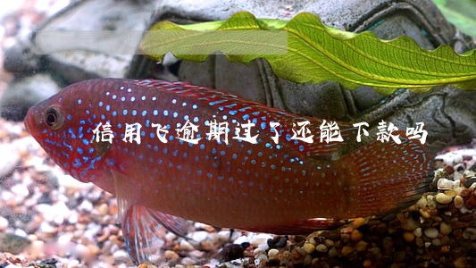 信用飞逾期过了还能下款吗 信用飞逾期过了还能下款吗