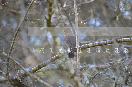 信用飞逾期过还清后还能借吗 信用飞逾期过还清后还能借吗