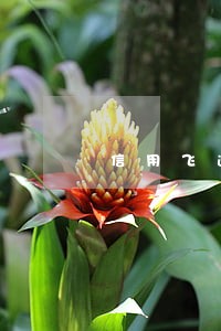 信用飞逾期过还能复借吗 信用飞逾期过还能复借吗