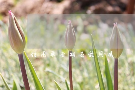 信用飞逾期还能用吗 信用飞逾期还能用吗