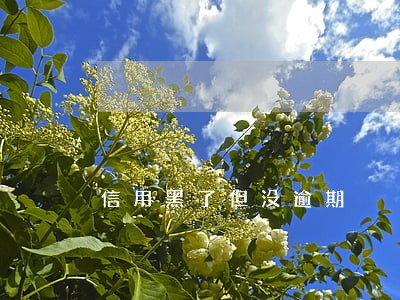 信用黑了但没逾期 信用黑了但没逾期