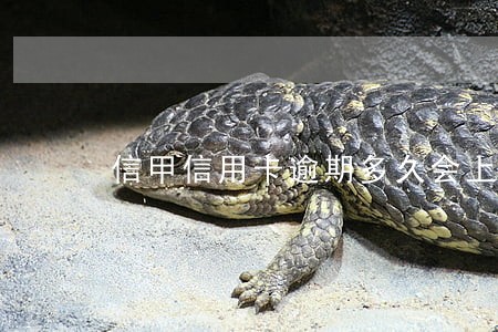 信甲信用卡逾期多久会上征信 信甲信用卡逾期多久会上征信