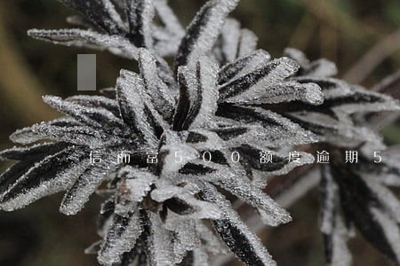 信而富500额度逾期5天 信而富500额度逾期5天