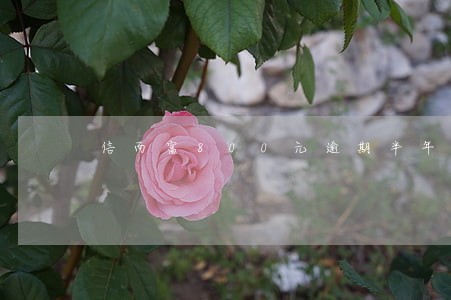 信而富800元逾期半年