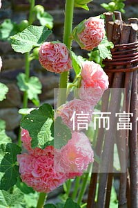 信而富借款逾期催收6