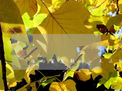 信而富逾期12天还能借吗