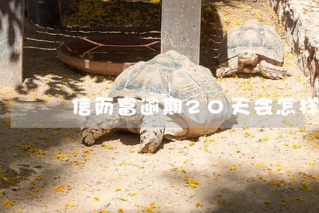 信而富逾期20天会怎样 信而富逾期20天会怎样