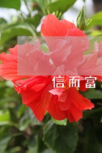 信而富逾期500天