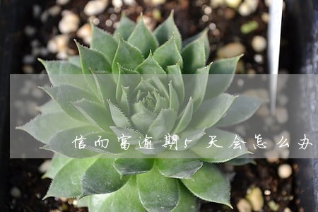 信而富逾期5天会怎么办